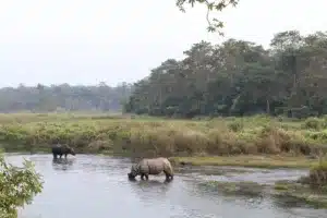 Chitwan National Park Nepal
